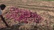 Red Onion harvest in winter _ Onion farm in India _ Farmers cleaning onion at farm, near Lasalgaon
