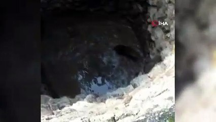 Kuyuya düşen domuzu kurtarmak için seferber oldular