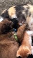 Friendly Cat Feeds Puppy Dog With Her Kittens