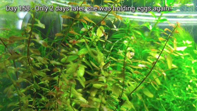 6 Months Update – (Population Explosion) NO filter, NO CO2, NO Ferts 5 Gallon Nano Tank