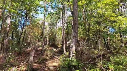 Scenery of the mountain (torii) held in the traditional ceremony of Kyoto