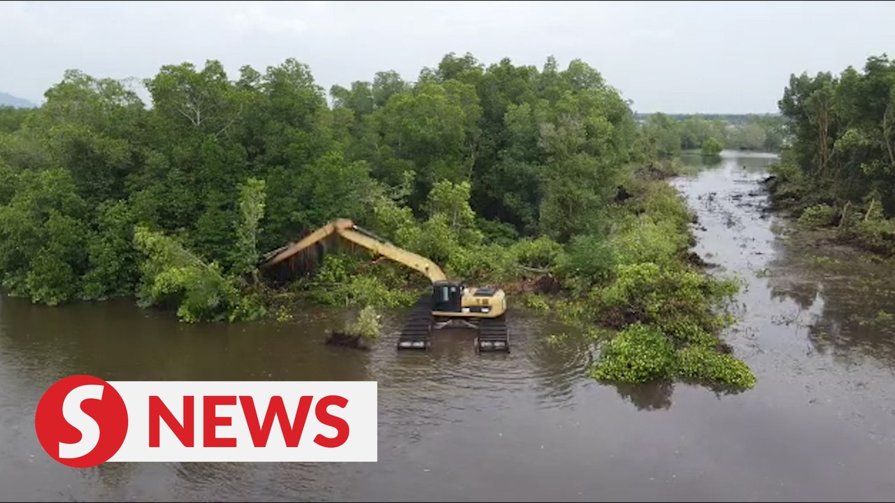 Newly-planted mangrove trees destroyed near Sungai Segari in Perak
