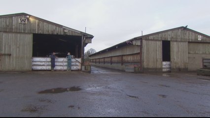 UK meat producers struggle to navigate new EU customs checks