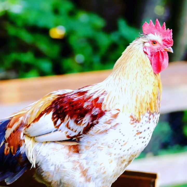 Cock