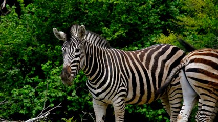 Zebra . Strong zebra