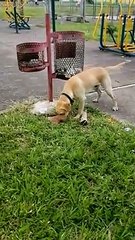 Com apoio de cães, PM prende dois suspeitos de tráfico de drogas
