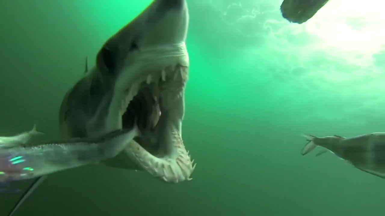 Il filme la morsure d'un requin mako