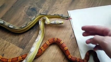L'heure du repas pour ces 3 serpents adorables