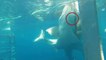Ce plongeur fait face à 2 grands requins blancs