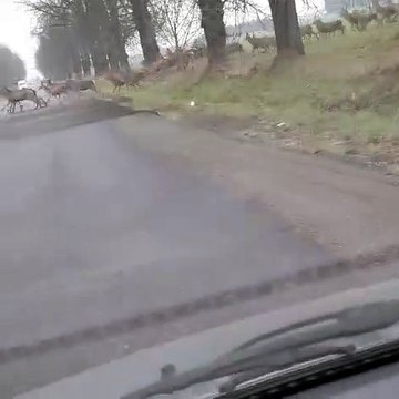 Cette conductrice va croiser beaucoup de cerfs et de biches