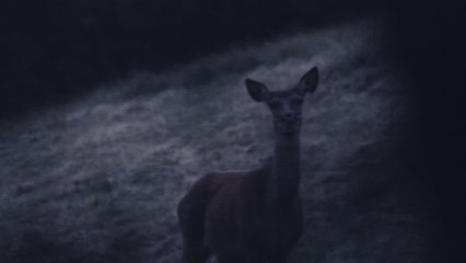 20-41 Biche et faon la nuit - Toile 5'27s