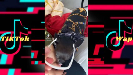 This Is The Most Aggressive Dog Ever-Even With His Owner_