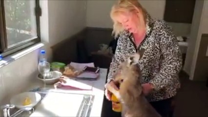 Kangaroo Makes Herself Right at Home