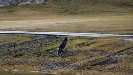 Le loup chasse l’oiseau avec habileté.