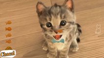 Lindo Gatito Solo en Casa | Dibujos Animados Infantiles