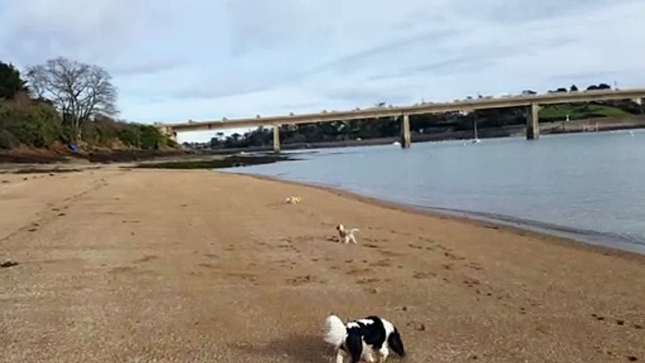 Si heureux de jouer et de courir