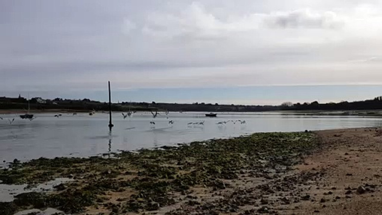 L'envol des bernaches