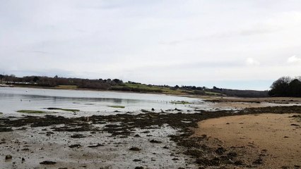 Phandor et les bernaches