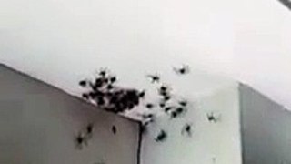Deux familles d'araignées dans une chambre