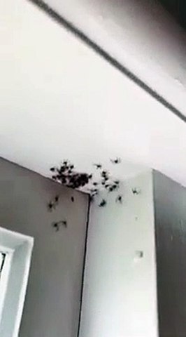 Deux familles d'araignées dans une chambre