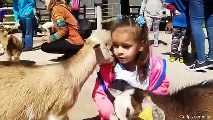 Funniest Animals Scaring People Reactions of 2019 Weekly Compilation  Funny Pet Videos