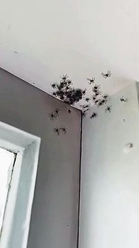 Deux familles d'araignées dans une chambre