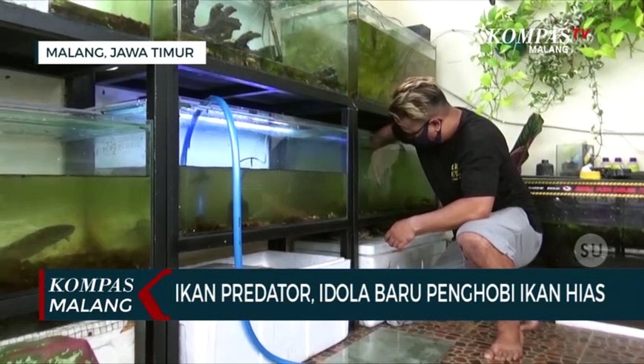 Mengenal Ikan Predator, Idola Baru Penghobi Ika...