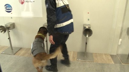 Dogs being trained to detect COVID-19 in France