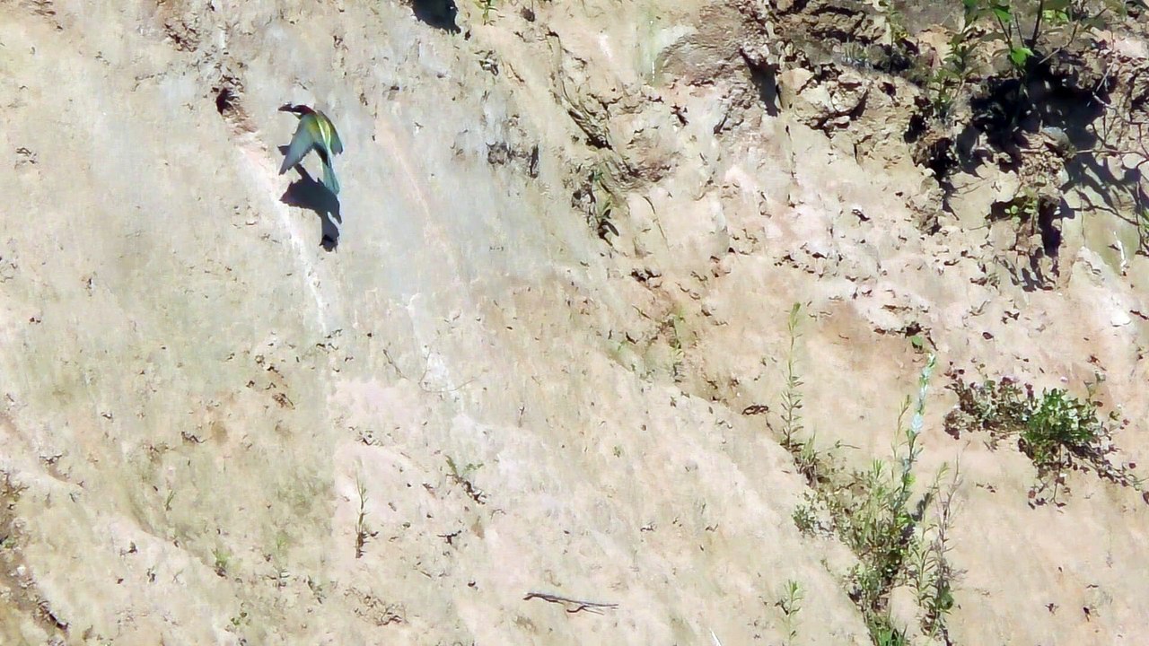 Bienenfresser Teil 5