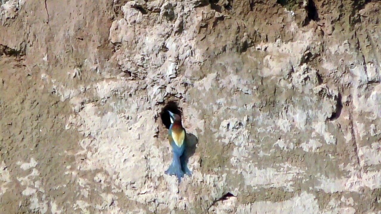 Bienenfresser Teil 2