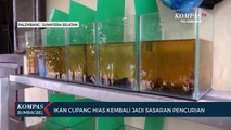 Ikan Cupang Hias Kembali Jadi Sasaran Pencurian