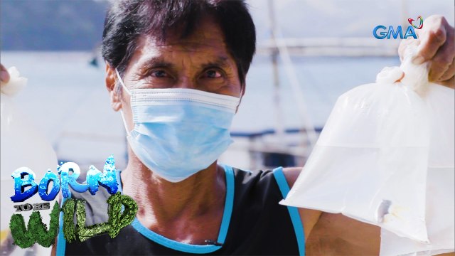 Born to be Wild: Aquarium fishery in Zambales