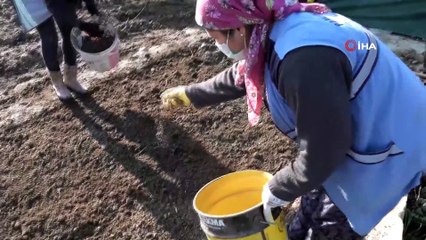 Pamukkale Belediyesi süs bitkilerini kendi yetiştiriyor