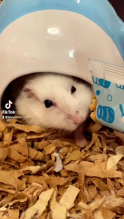 hamster