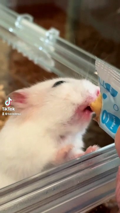 hamster