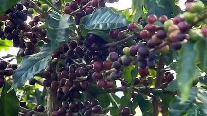 ASSISTIR GLOBO RURAL  AO VIVO