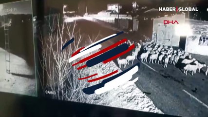 Koyun sürüsüne saldıran kurt güvenlik kamerasında