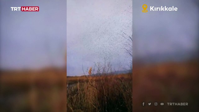 Rüzgar akımına kapılan sığırcık sürüsü havada adeta dans etti