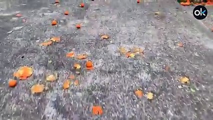 El socialista Espadas deja Sevilla como un estercolero de naranjas
