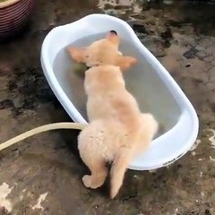 A white puppy want to bath funny, cute white puppies videos
