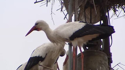 Por San Blas las cigüeñas verás y antes también