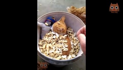 Videos de Risa de Perros y Gatos | Recopilación Videos de Animales