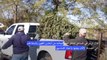 متطوعون يستخدمون أشجار الميلاد لحماية شاطئ في تكساس من خطر الأعاصير