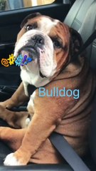 Prodigy Bulldogs Funniest