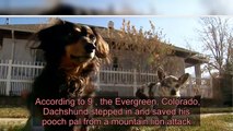 Hero Dachshund Saves His Smaller Dog Buddy from a Mountain Lion Attack