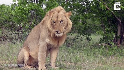 Vomiting Lion Looks Like Cat