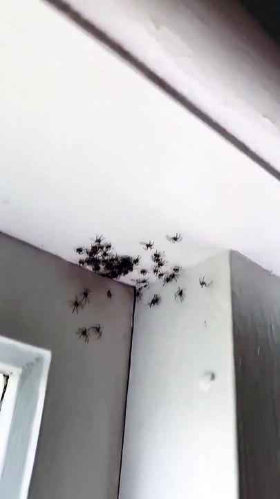 Video: una madre encontró decenas de arañas en la habitación de su hija en Sidney