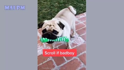 Funny Dog Videos 2020  It's time to LAUGH with Dog's life