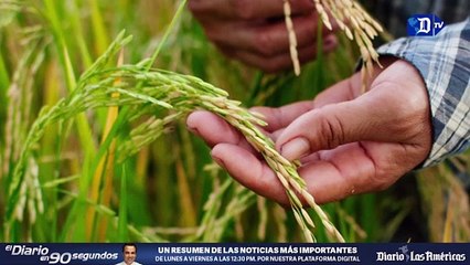 Utilizan ceniza de cáscara de arroz para hacer neumáticos | La buena noticia