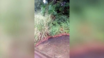 Morador reclama de matagal no Bairro Cascavel Velho